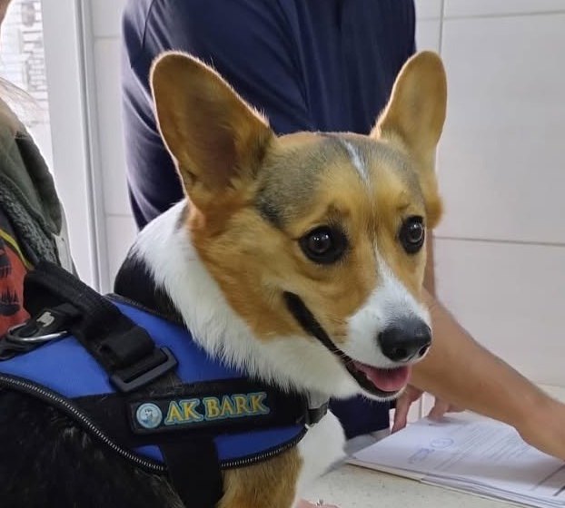 Korgi na pregledu u ambulanti Protektanimal